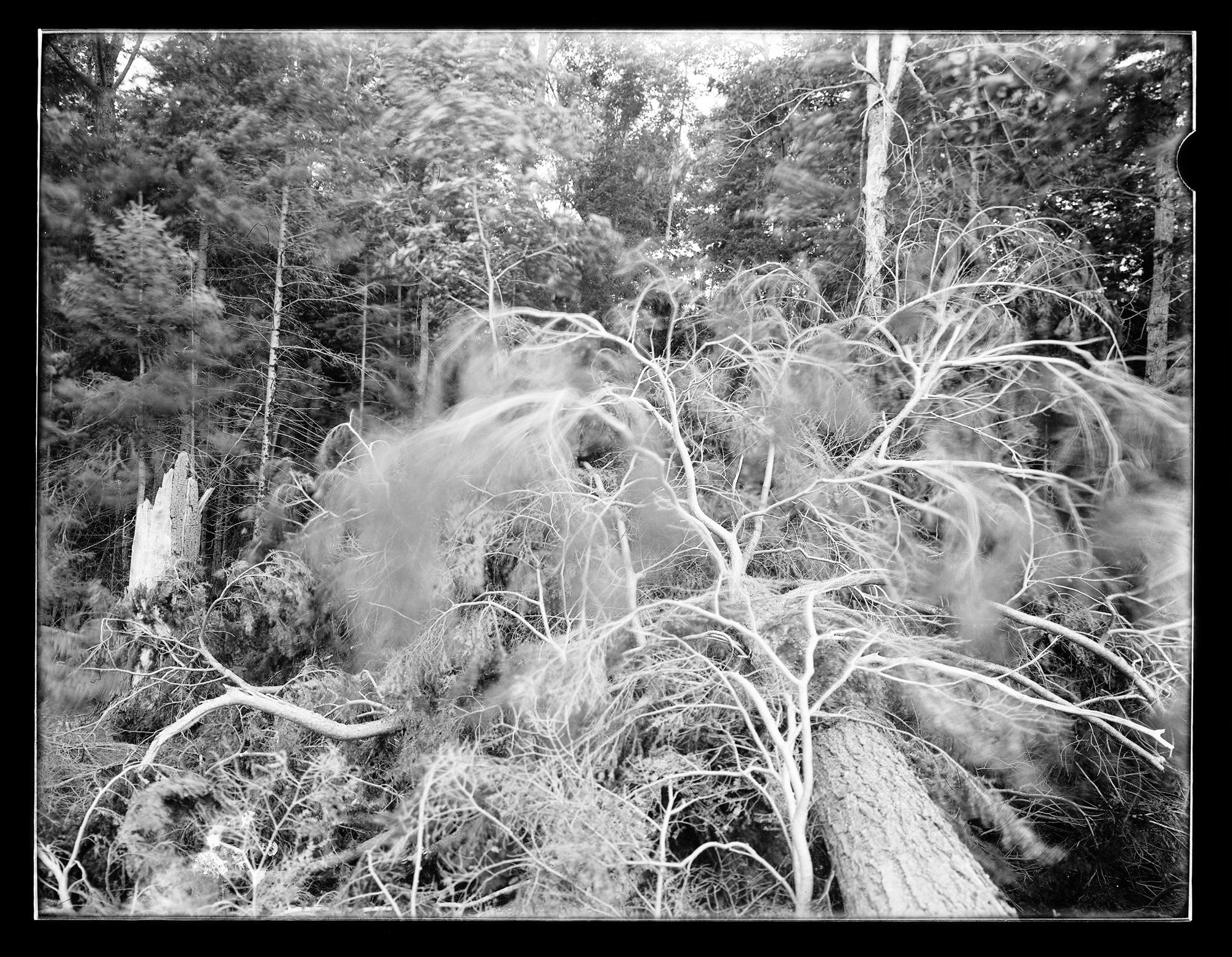 Aaron Ellison and Eric Zeigler, Eastern Hemlock Windthrow (Tsuga canadensis), North Edge of Burt Lake, University of Michigan Biological Station, Pellston, Michigan | Glass-plate Collodion, 2022
